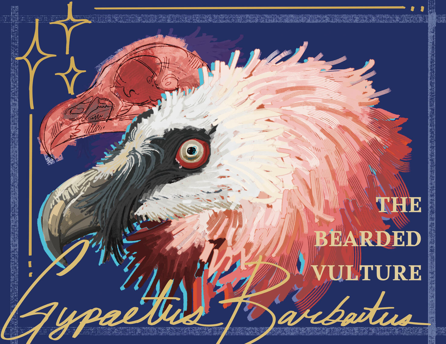 Bearded Vulture